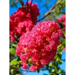 Le jardin du pic vert - lilas des indes 'rose indien' pot de 3l / 4l