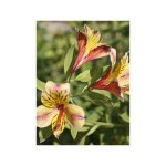 Lis des incas 'duc d'anjou nicolas' godet de 8 / 9 cm