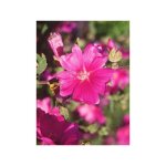 Mauve en arbre, lavatre d'hyres 'rosea' pot de 2l / 3l
