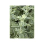 Le jardin du pic vert - menthe duveteuse godet de 8 / 9 cm Le jardin du pic vert - menthe duveteuse godet de 8 / 9 cm