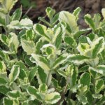 Le jardin du pic vert - menthe � feuilles rondes 'variegata' pot de 2l / 3l