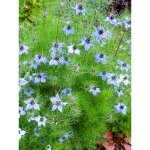 Nigelle 'miss jekyll blue' le sachet de 600 graines (2g) Nigelle 'miss jekyll blue' le sachet de 600 graines (2g)