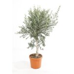 Le jardin du pic vert - olivier sur tige pot de 4l / 5l, 1 / 4 de tige Le jardin du pic vert - olivier sur tige pot de 4l / 5l, 1 / 4 de tige