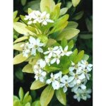 Oranger du mexique 'sundance' pot de 7, 5l / 10l