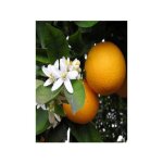 Le jardin du pic vert - oranger pot de 4l / 5l, 1 / 4 de tige Le jardin du pic vert - oranger pot de 4l / 5l, 1 / 4 de tige