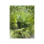 Le jardin du pic vert - palmier nain 'compacta ' pot de 4l / 5l