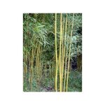 Le jardin du pic vert - phyllostachys aureosulcata 'spectabilis' pot de 2l / 3l