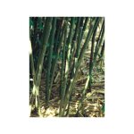 Le jardin du pic vert - phyllostachys bissetii pot de 2l / 3l