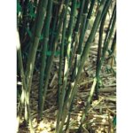 Le jardin du pic vert - phyllostachys bissetii pot de 4l / 5l