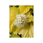 Le jardin du pic vert - physocarpe � feuilles d'obier 'angel gold'� pot de 7, 5l / 10l