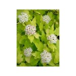 Le jardin du pic vert - physocarpe à feuilles d'obier 'dart's gold' pot de 6l / 7l Le jardin du pic vert - physocarpe à feuilles d'obier 'dart's gold' pot de 6l / 7l