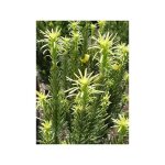 Le jardin du pic vert - pin japonais � queue de vache 'fastigiata' pot de 7, 5l / 10l