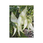 Le jardin du pic vert - pince de homard 'white heron' pot de 3l / 4l