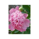Pivoine de chine 'monsieur jules elie' pot de 3l / 4l
