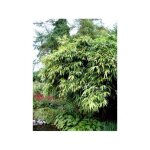 Le jardin du pic vert - pseudosasa japonica pot de 4l / 5l