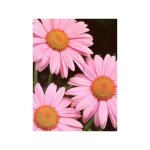 Le jardin du pic vert - pyr�thre 'robinson's pink' godet de 8 / 9 cm