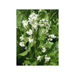 Raifort, moutarde des allemands godet de 7 / 8 cm