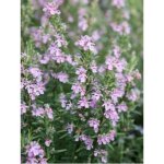 Le jardin du pic vert - romarin officinal 'majorca pink' godet de 8 / 9 cm
