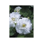 Le jardin du pic vert - rosier ancien alba 'suaveolens' pot de 4l / 5l