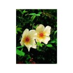 Le jardin du pic vert - rosier arbuste 'golden wings' pot de 4l / 5l