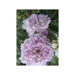 Le jardin du pic vert - rosier arbuste 'jean de bruges' pot de 4l / 5l Le jardin du pic vert - rosier arbuste 'jean de bruges' pot de 4l / 5l
