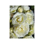 Le jardin du pic vert - rosier arbuste moschata 'château de munsbach' pot de 4l / 5l Le jardin du pic vert - rosier arbuste moschata 'château de munsbach' pot de 4l / 5l