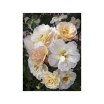 Le jardin du pic vert - rosier arbuste moschata 'comtesse andr� d'oultremont' pot de 4l / 5l