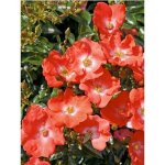 Le jardin du pic vert - rosier decorosiers® 'isalia'® pot de 2l / 3l Le jardin du pic vert - rosier decorosiers® 'isalia'® pot de 2l / 3l