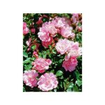Le jardin du pic vert - rosier decorosiers 'mareva' pot de 2l / 3l