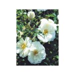 Le jardin du pic vert - rosier 'decorosiers® opalia®' pot de 2l / 3l Le jardin du pic vert - rosier 'decorosiers® opalia®' pot de 2l / 3l