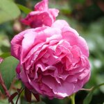 Le jardin du pic vert - rosier  grandes fleurs line renaud pot de 4l / 5l