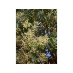 Tro�ne du japon godet de 8 / 9 cm