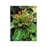 Le jardin du pic vert - tro�ne du japon 'rotundifolium' pot de 2l / 3l