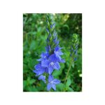 Vronique d'autriche 'royal blue' pot de 2l / 3l