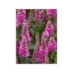 V�ronique en �pis 'bubblegum candles' godet de 8 / 9 cm