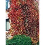 Vigne vierge japonaise 'veitchii' pot de 2l / 3l Vigne vierge japonaise 'veitchii' pot de 2l / 3l