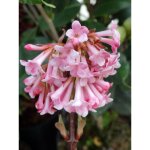 Le jardin du pic vert - viorne d'hiver 'dawn' pot de 2l / 3l