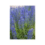 Vip�rine 'blue bedder' le sachet de 450 graines (2g)