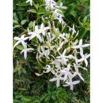 Jasmin des a�ores pot de 2l / 3l