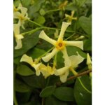 Jasmin �toil� 'star of toscane' pot de 2l / 3l
