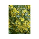 Jasmin d'italie 'revolutum' pot de 3l / 4l, echelle Jasmin d'italie 'revolutum' pot de 3l / 4l, echelle