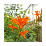 Bignone du cap - tecoma capensis 3l
