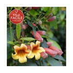 Bignone capreolata - bignone  vrilles 3l