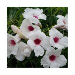 Bignone faux - jasmin - pandorea jasminoides 3l