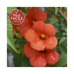 Bignone 'mme galen' - campsis x tagliabuana 3l