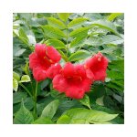 Bignone 'stromboli' - campsis radicans 3l - 60 / 90cm