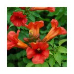 Bignone summer jazz fire - campsis x tagliabuana 3l