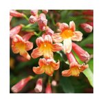 Bignone 'tangerine beauty - bignonia capreolata 3l