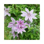 Clématite 'nelly moser' - clematis 1, 5l Clématite 'nelly moser' - clematis 1, 5l