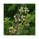 Javoy plantes - groseillier  grappes 'versaillaise blanche' - ribes rubrum 1, 5l - 40 / 60cm